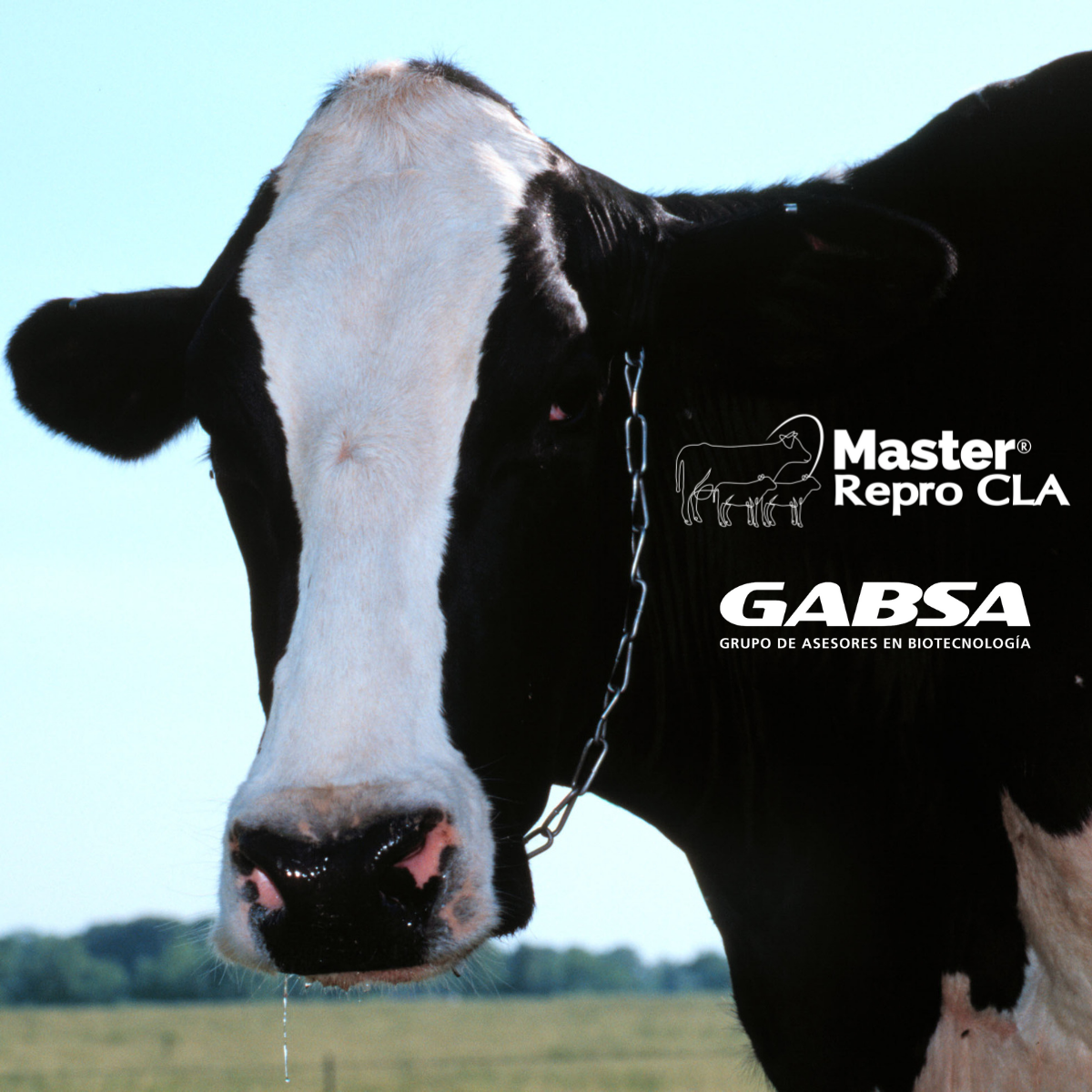 Uso de Ácido Linoleico Conjugado (CLA) y sus beneficios en vacas lecheras: Master Repro CLA®