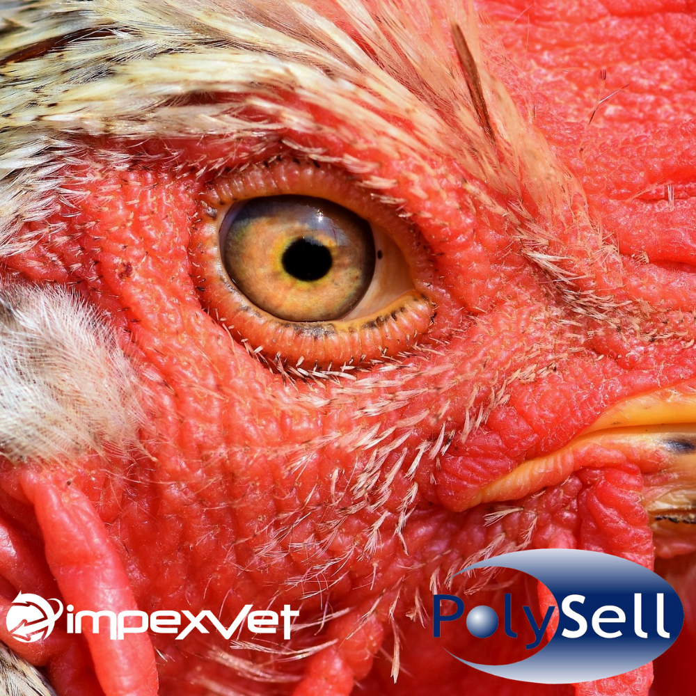 Soluciones innovadoras que ofrece Impexvet contra los desafíos virales (Influenza y Newcastle) en la industria avícola.