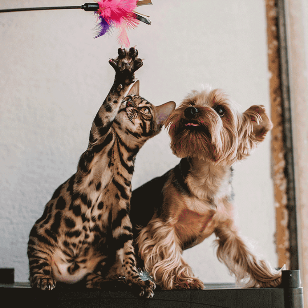 pexels-helen1-16395147 (1)